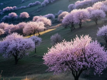 數(shù)九待春歸，亞歐果仁香